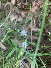 Stellaria flaccida