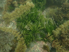 Caulerpa brownii