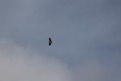 Buteo jamaicensis