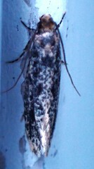 Monopis marginistrigella