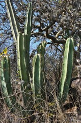 Isolatocereus dumortieri