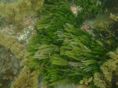 Caulerpa brownii