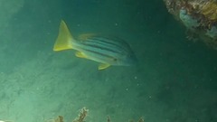 Lutjanus carponotatus