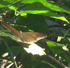 Tanaecia godartii asoka