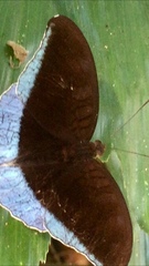 Tanaecia godartii asoka