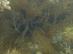 Desmarestia ligulata