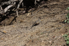 Melozone crissalis