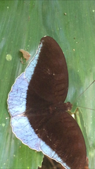 Tanaecia godartii asoka