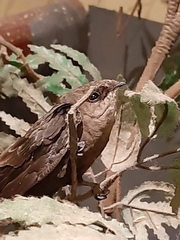 Chaetura meridionalis