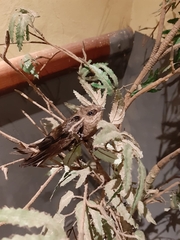 Chaetura meridionalis