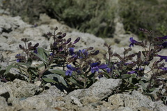 Penstemon tiehmii