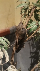 Chaetura meridionalis