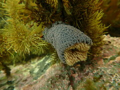 Phlyctenactis tuberculosa