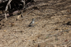 Baeolophus inornatus