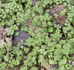 Veronica hederifolia