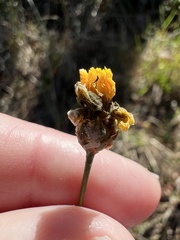Xyris elliottii