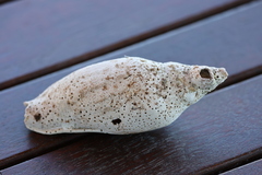 Alcithoe arabica