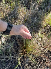 Xyris elliottii