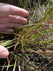 Xyris elliottii