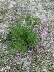 Oncosiphon pilulifer