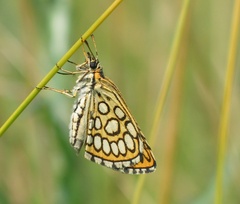 Heteropterus morpheus