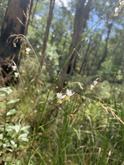 Arthropodium milleflorum
