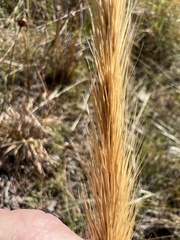 Aristida spiciformis
