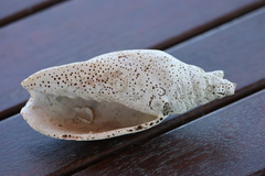 Alcithoe arabica