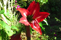 Hippeastrum hybridum