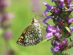 Heteropterus morpheus