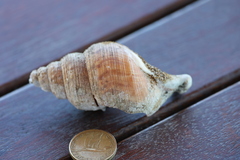 Struthiolaria papulosa