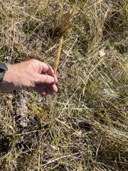 Aristida spiciformis
