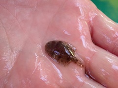 Trinectes maculatus
