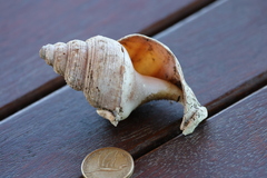 Struthiolaria papulosa