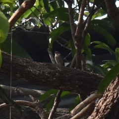Ficedula