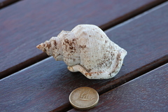 Struthiolaria papulosa