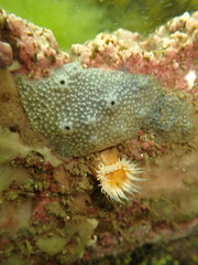 Strongylacidon conulosum