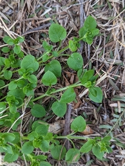 Trianthema portulacastrum