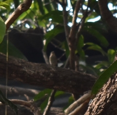 Ficedula