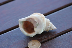 Struthiolaria papulosa