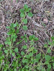 Trianthema portulacastrum