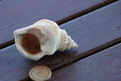 Struthiolaria papulosa