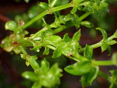 Galium californicum