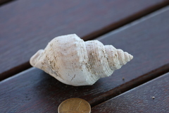 Struthiolaria papulosa
