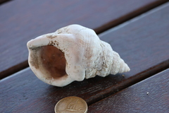 Struthiolaria papulosa