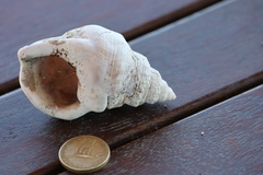Struthiolaria papulosa