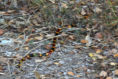 Micrurus tener tener