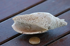Alcithoe arabica