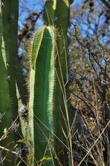 Isolatocereus dumortieri