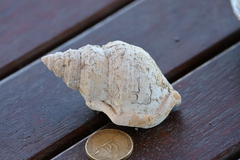 Struthiolaria papulosa